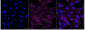 KD-Validated Anti-Integrin beta 3 Rabbit Monoclonal Antibody